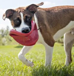 Kong Classic Flyer -Pets Care Verkoop 0035585129082 met hond 3