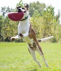 Kong Classic Flyer -Pets Care Verkoop 0035585129082 met hond 4