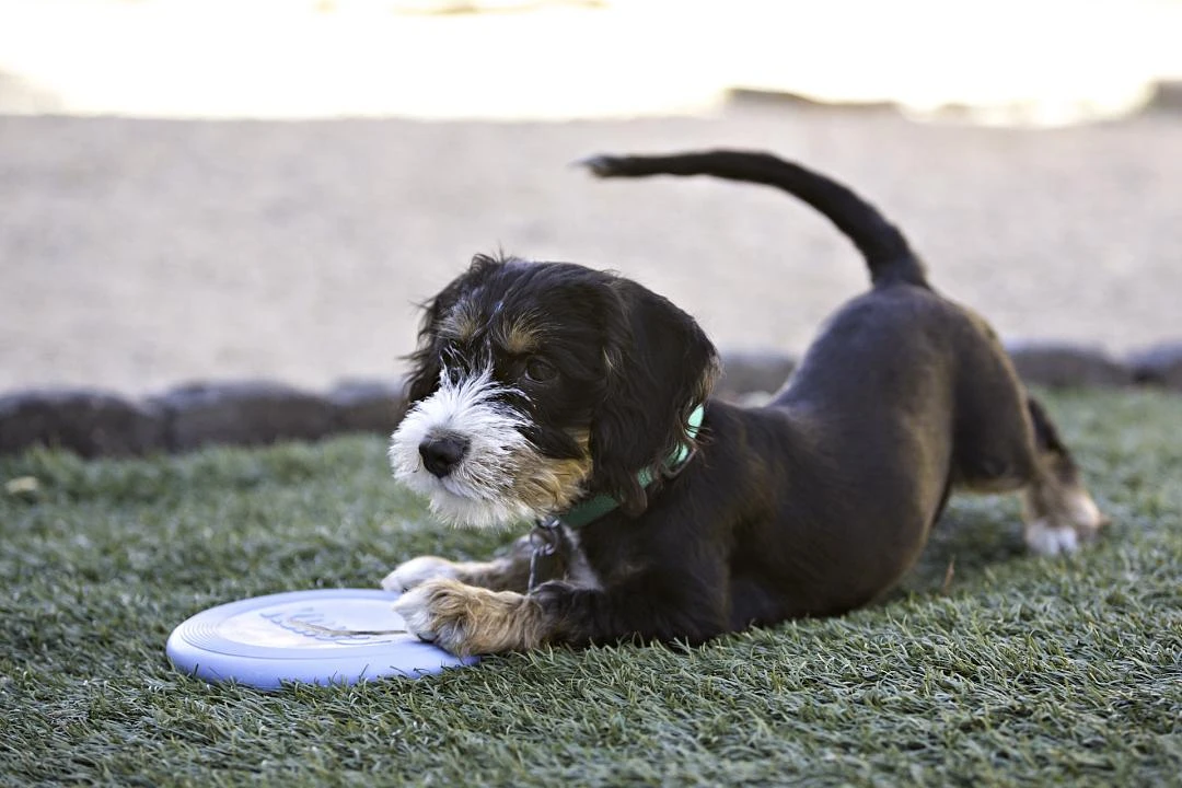 Kong Puppy Flyer Assorti 5 Kong Puppy Flyer Assorti - Image 3