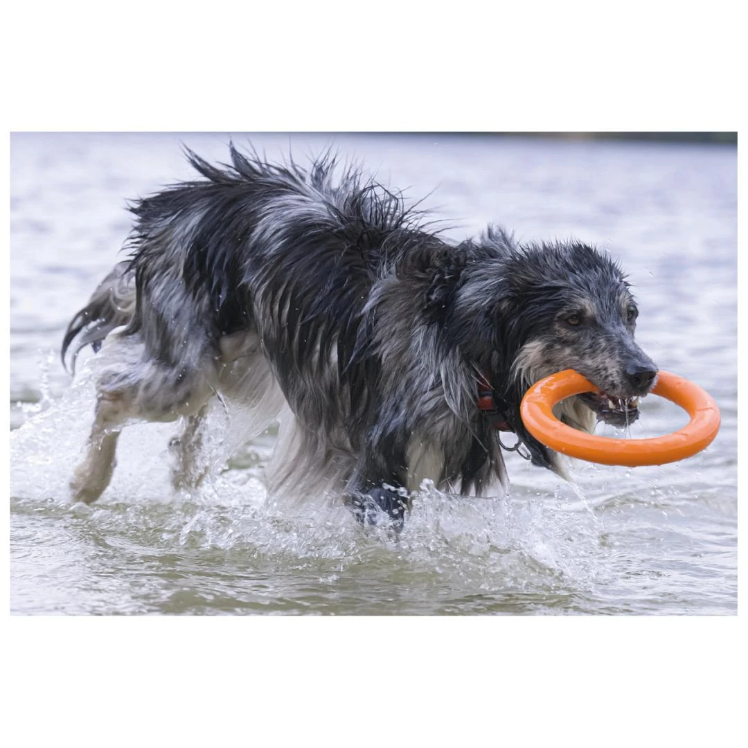 Beeztees Apportino Ring 4 Beeztees Apportino Ring - Image 2