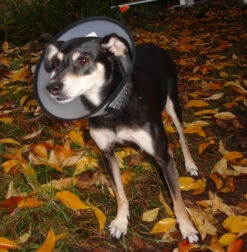 Flamingo Beschermkraag Capo 31,5cm -Pets Care Verkoop 7de486facebd1c50360a8963fe8fbb258e165e18ebbce23e466ab63927cea963