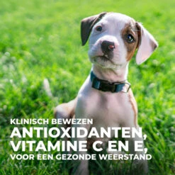 Hill's Science Plan Puppy Perfect Digestion Medium Met Kip En Bruine Rijst Hondenvoer 14kg -Pets Care Verkoop Hills Science Plan Puppy Perfect Digestion 6 NL