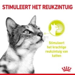 Royal Canin Kattenvoer Sensory Smell In Gravy 12 X 85 Gr 7 Royal Canin Kattenvoer Sensory Smell In Gravy 12 X 85 Gr -Pets Care Verkoop RC SPT WET SensSmellCIG CV 1 nl NL