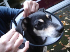 Flamingo Beschermkraag Capo 38,5cm 13 Flamingo Beschermkraag Capo 38,5cm -Pets Care Verkoop ab52d58ec1c7dcb55539e95597d9aa4db2bd9831d7666a9f69302590f67bae73