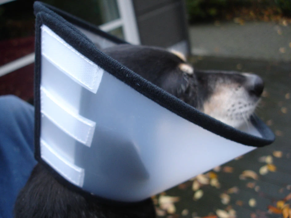 Flamingo Beschermkraag Capo 38,5cm 8 Flamingo Beschermkraag Capo 38,5cm - Image 6