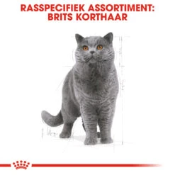 Royal Canin British Shorthair 34 - Kattenvoer - 4kg -Pets Care Verkoop rc fbn britishsh cv eretailkit 1 nl nl 1