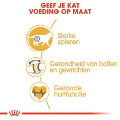 Royal Canin British Shorthair 34 - Kattenvoer - 4kg -Pets Care Verkoop rc fbn britishsh cv eretailkit 3 nl nl 1