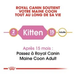 Royal Canin Maine Coon Kitten Kat 10kg -Pets Care Verkoop royal canin maine coon kitten maine coon kitten 4
