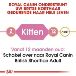 Royal Canin Kattenvoer British Shorthair Kitten 2 Kg -Pets Care Verkoop royal canin british shorthair kitten kitten kat brits korthaar hero image 8